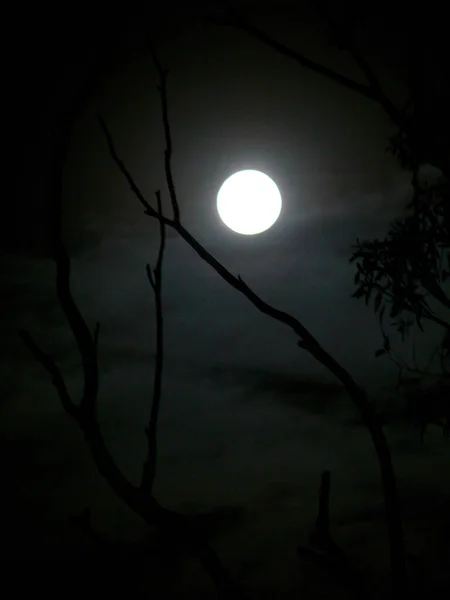 Полная Луна Видна Сквозь Деревья — стоковое фото