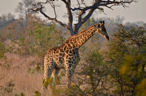 Kruger Park Güney Afrika Bir Zürafa — Stok fotoğraf