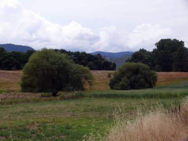 Avustralya 'nın Karlı Dağları' nda Khancoban yakınlarında bir tarla.
