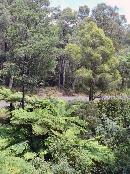 View Forest Alpine Way Snowy Mountains Australia — стоковое фото