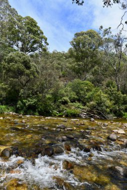 Avustralya 'daki Karlı Dağlar' daki Swampy Plains Nehri 'nde akan akıntılar.