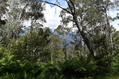 Avustralya 'nın Karlı Dağları' ndaki Olsen Gözcüsü yakınlarındaki bitki örtüsünün manzarası
