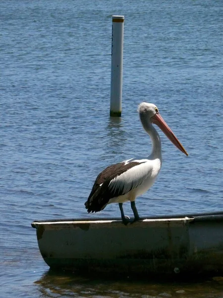 Pélican Sur Lac Wallis Près Green Point Nsw — Photo