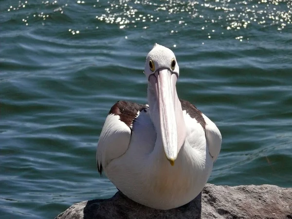 Pélican Est Assis Près Lac Wallis Forster Nsw — Photo