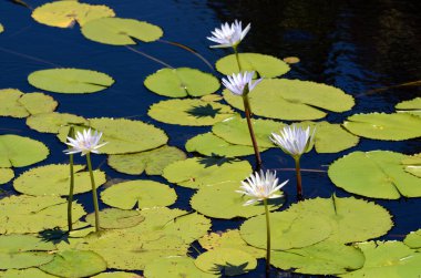 Gölette beyaz nilüferler