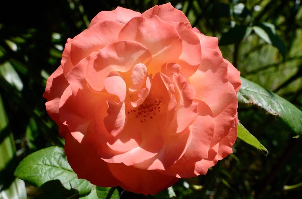 日当たりの良い庭に美しいオレンジのバラ — ストック写真