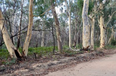 Avustralya 'da Rylestone yakınlarındaki Wollemi Ormanı manzarası