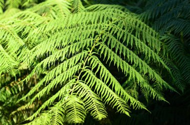Avustralya, Sydney 'in batısındaki Mavi Dağlar' daki Blackheath ormanındaki eğreltiotu ağacının yaprakları.