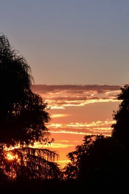 Ağaçların arasından gün doğumu