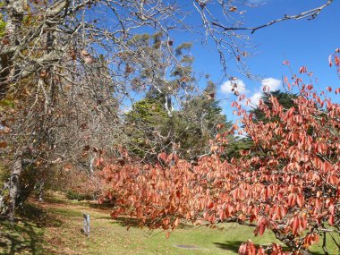 Blackheath 'da sonbahar boyunca Neate Park manzarası