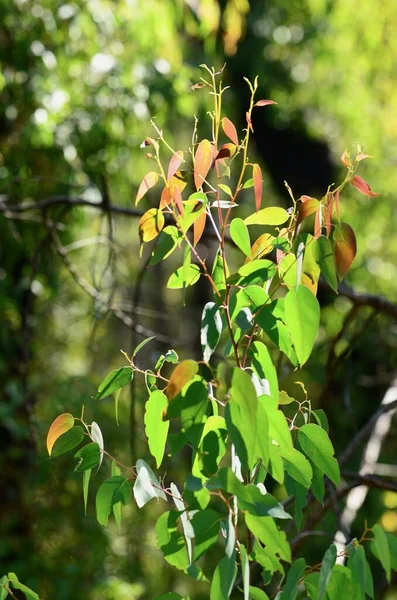 Eucalyptusbladeren Vertonen Tekenen Van Herstel Australische Bosbranden — Stockfoto