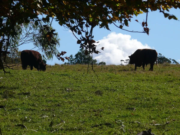 Pecuária Monte Irvine Nas Montanhas Azuis Austrália — Fotografia de Stock