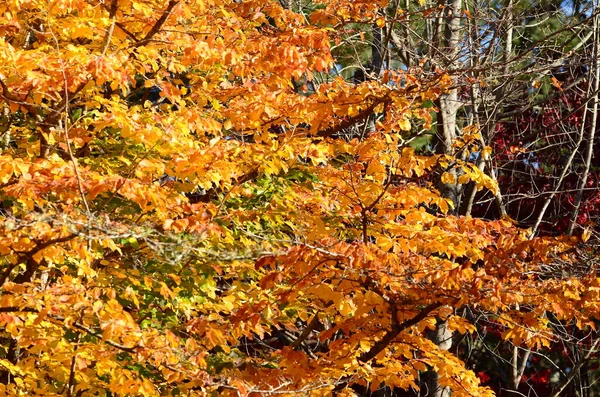 秋天的颜色在山上 — 图库照片