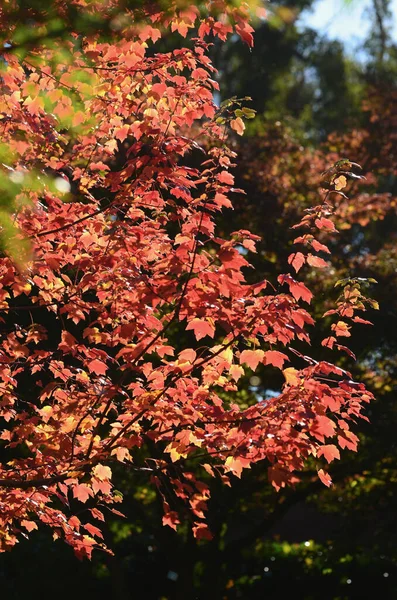 Autumn Color Mount Irvine — Stock Photo, Image