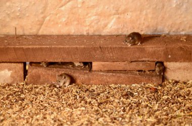 Mouse plague at Trundle in central NSW, Australia