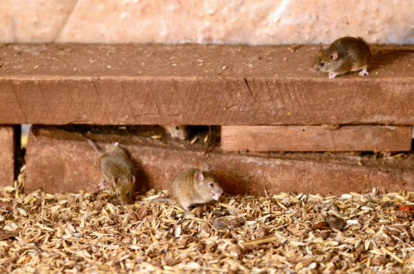 Mouse plague at Trundle in central NSW, Australia
