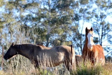 Avustralya 'daki Megalong Vadisi' nde atlar