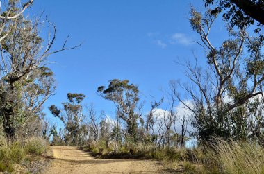 Avustralya 'nın Mavi Dağları' ndaki Hanging Rock 'a uzanan yolun manzarası.
