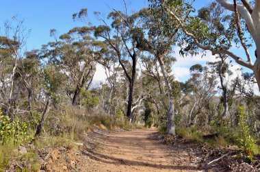 Avustralya 'nın Mavi Dağları' ndaki Hanging Rock yakınlarında yürüyen bir patika.