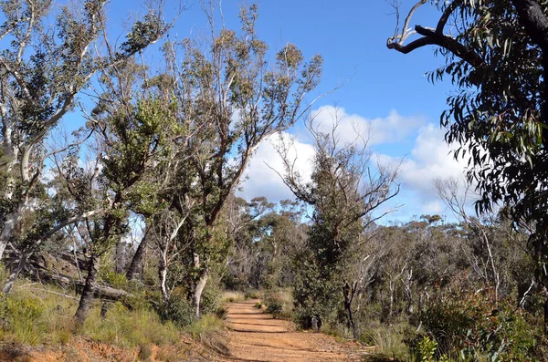 Een Wandelpad Buurt Van Hanging Rock Blue Mountains Van Australië — Stockfoto