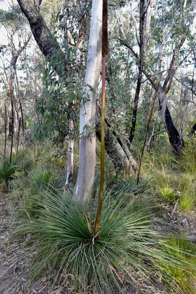 Uitzicht Fairfax Heritage Track Bij Blackheath Blue Mountains Van Australië — Stockfoto