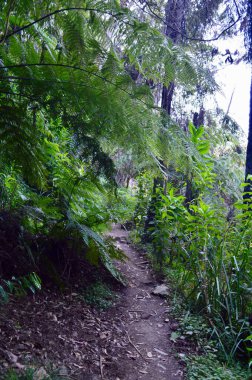 Avustralya 'nın Mavi Dağları' ndaki Katoomba 'daki Harabe Kale Yürüyüş Yolu' nun bir bölümü.