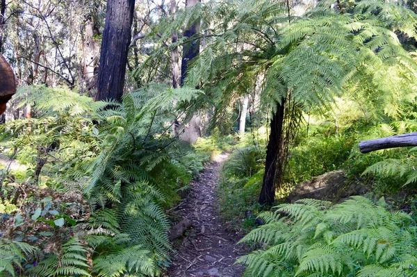 Fragment Zrujnowanego Szlaku Pieszego Zamku Katoomba Blue Mountains Australia — Zdjęcie stockowe