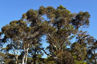 Avustralya 'nın mavi dağlarındaki Katoomba' da okaliptüs ağaçları
