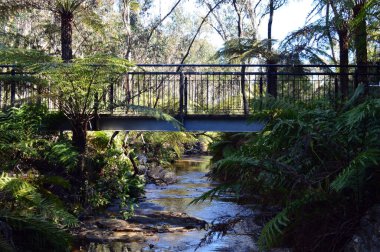 Ormanın içinde bir köprü