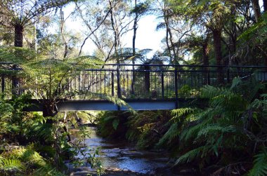 Ormanın içinde bir köprü