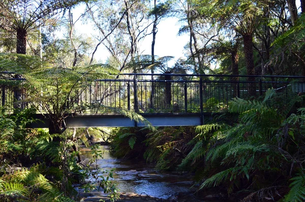 Ormanın içinde bir köprü