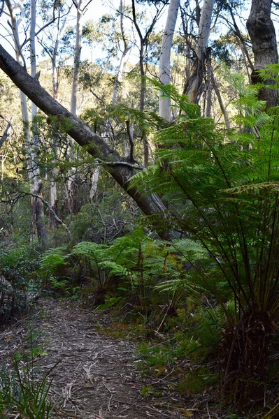 Vandringsled Vid Lyrebird Dell Blå Bergen Australien — Stockfoto