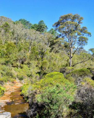 Avustralya nehrinin mavi suları Wentworth Şelalesi yakınlarındaki Avustralya ormanlarında.