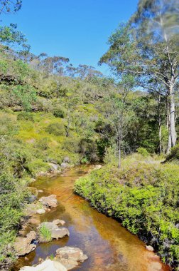 Avustralya 'nın Mavi Dağlarında Charles Darwin yürüyüşü boyunca bir manzara.