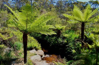 Avustralya 'nın Mavi Dağlarında Charles Darwin yürüyüşü boyunca bir manzara.