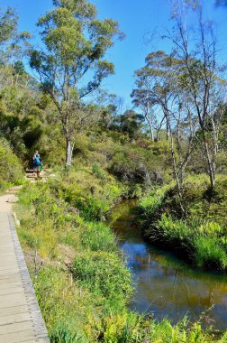 Avustralya 'nın Mavi Dağlarında Charles Darwin yürüyüşü boyunca bir manzara.