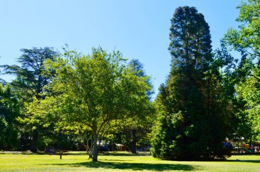 Güneşli yaz gününde yeşil ağaçlar ve mavi gökyüzü olan güzel bir park.