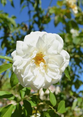 Bahçedeki beyaz gül çiçekleri