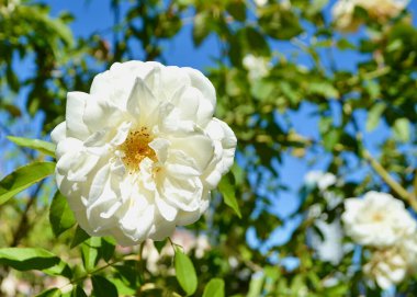 Bahçede çiçek açan bir gül