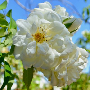 Yakın - beyaz bir çiçeğin parktaki beyaz bir gül manzarası yazın