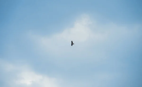 Der Falke Fliegt Den Blauen Himmel Mit Weißen Wolken Blick — Stockfoto