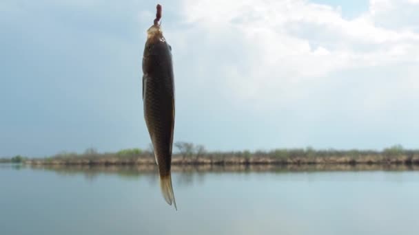 Malá Tygrovaná Ryba Chycená Háčku Návnadu Žížaly Pozadí Jezera Modré — Stock video
