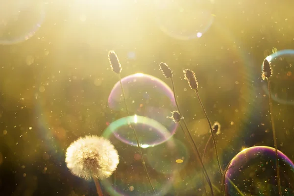 Beautiful nature background with soap bubbles — Stock Photo, Image
