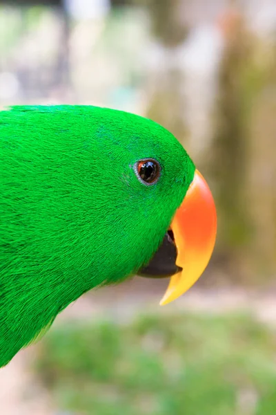 Retrato de close-up de um papagaio verde — Fotografia de Stock