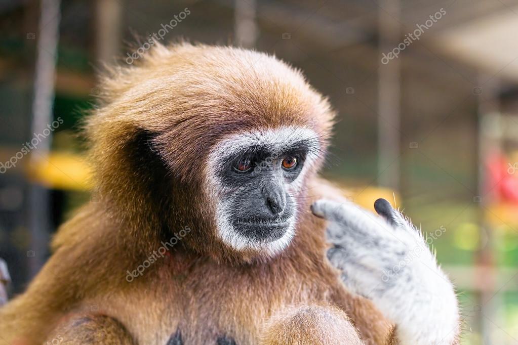 Smart funny ape monkey looking on his finger and thinking Stock Photo by ©vitplus 109852050 Smart funny ape monkey looking on his finger and thinking Stock Photo by ©vitplus 109852050
