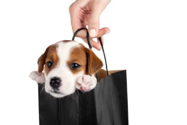 Komik köpek yavrusu üzerinde beyaz izole alışveriş torbasında.