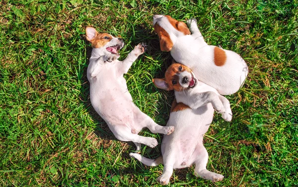 ลูกสุนัขยิ้มตลกเล่นข้างนอกบนทุ่งหญ้าฤดูร้อนสีเขียว . — ภาพถ่ายสต็อก