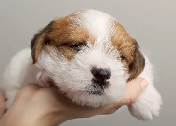 Lindo pequeño durmiendo cachorro perro en manos humanas . — Foto de Stock