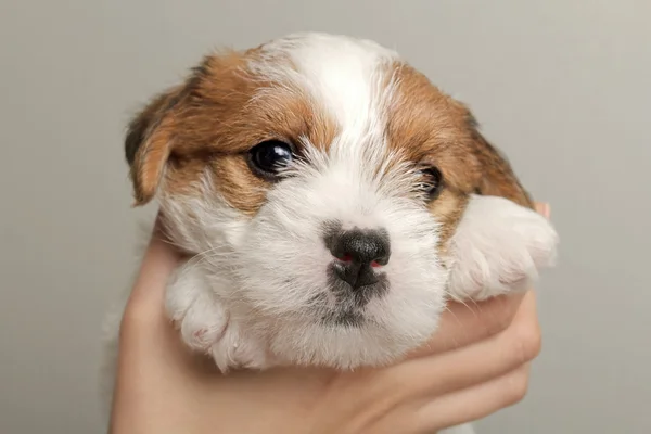 Human hands holding funny small cute pet puppy — Stock Photo, Image