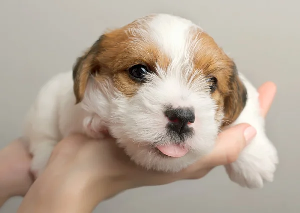 Cute puppy lying on human hands and showing his tongue. Jack Russel Terrier dog — Stock Photo, Image